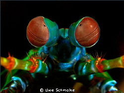 This mantis shrimp portrait I've taken in indonesian wate... by Uwe Schmolke 